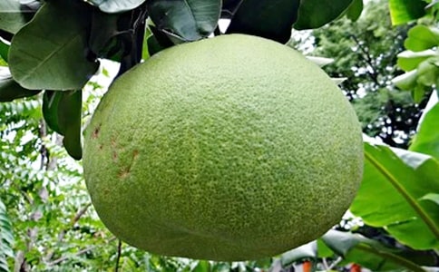 柚子的自述作文(通用17篇)