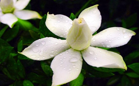 梔子花開作文(合集)