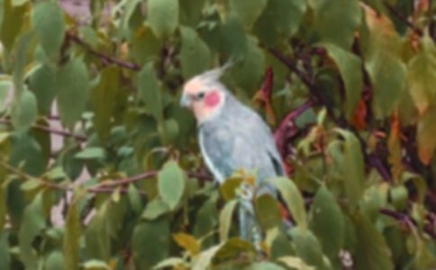 中國古代寓言故事《鸚鵡救火》