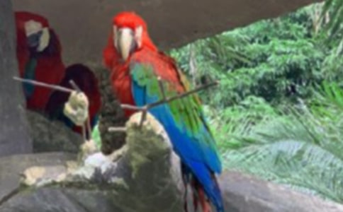 可愛的鸚鵡小學生作文(精選55篇)