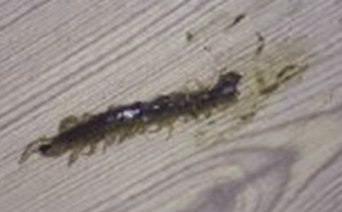 蜈蚣的腳哲理小故事