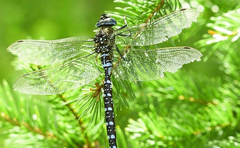 蜻蜓的啟示作文(精選9篇)