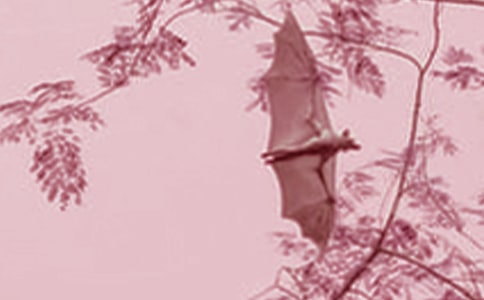 《蝙蝠和雷達(dá)》評課稿