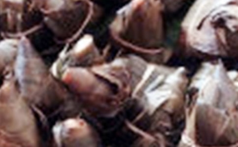 【精選】家鄉(xiāng)的粽子作文18篇