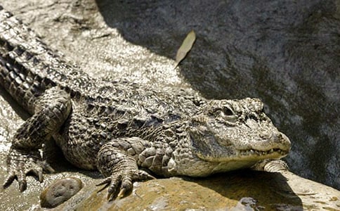 ���š��{�~��С�������꼉����